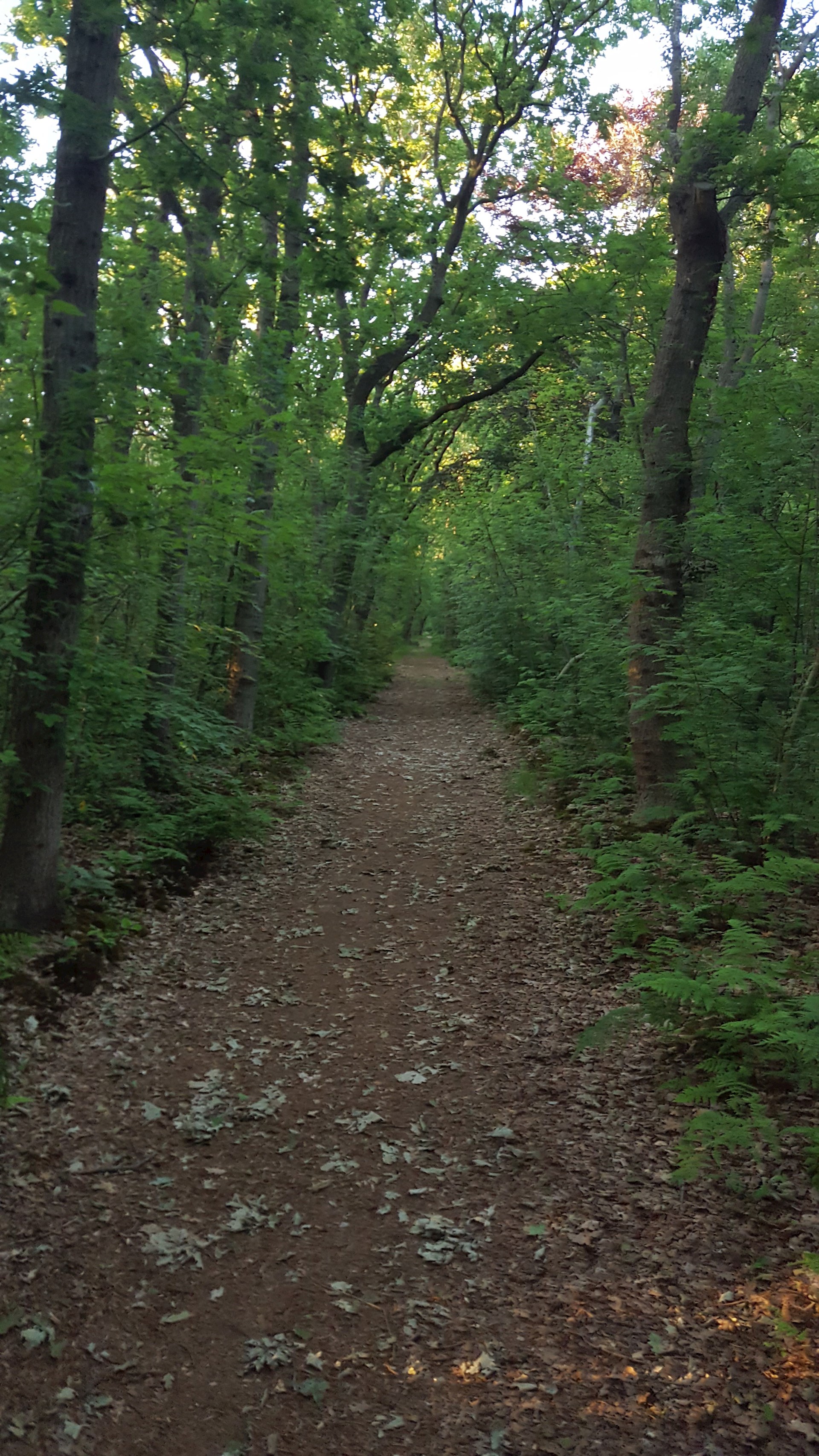 20170618_211636.jpg